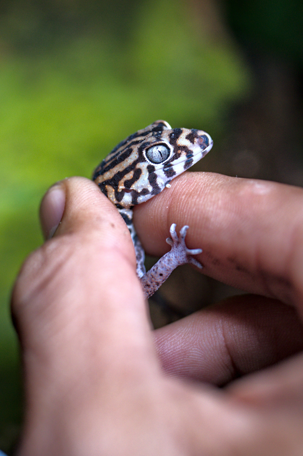 Gecko Niño Dormido, Estación Yaloch Petén