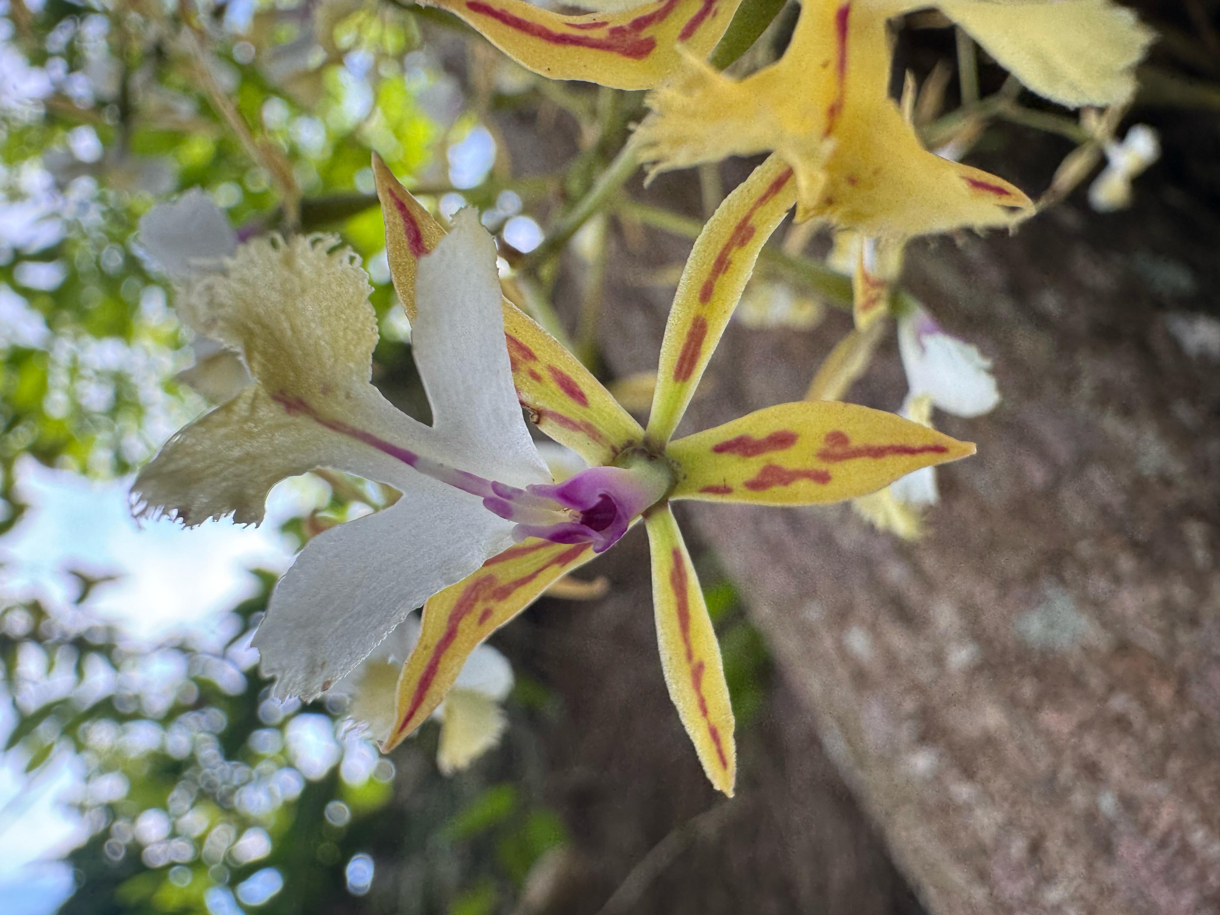 Gecko Niño Dormido, Estación Yaloch Petén